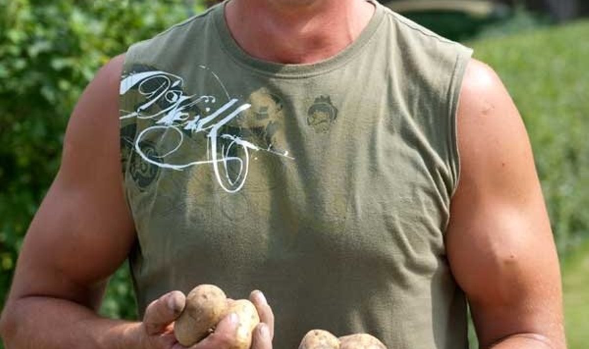 KASVANUD MÜRGIKOKTEILITA: Sillar Korsar pole varajasele kartulile taimemürke pannud.