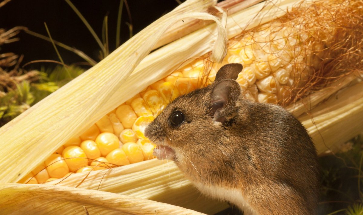 See maisi sööv hiir ei ole uuringuga seotud