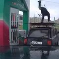 VIDEO: Igav töö? Mitte siis, kui Prodigy tümpsub! Vaata, kuidas Vene bensukatöötaja breigib tankiva auto katusel