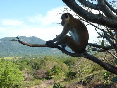 Üks tõsine ahv Sri Lankas puu otsas