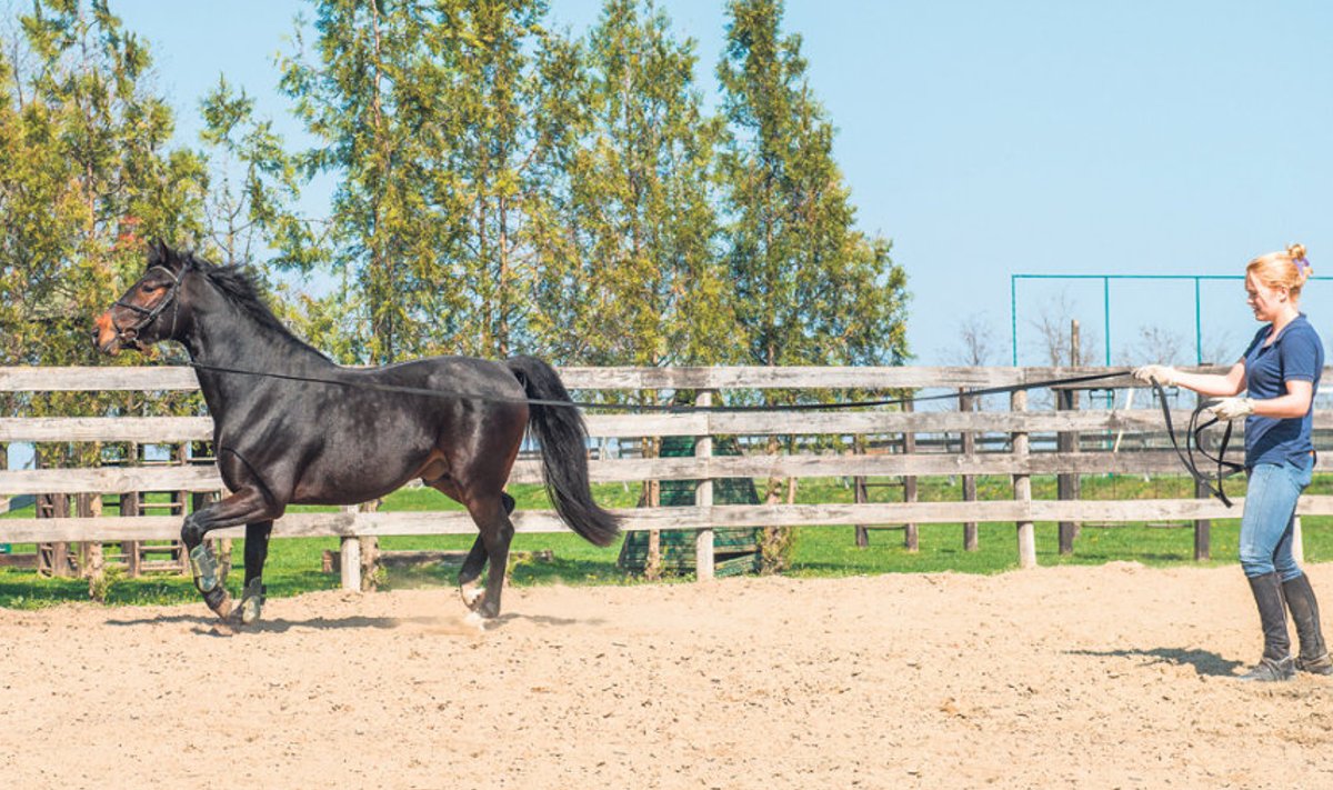 Kui koplid on väikesed,  tuleb hobuse liikumisvajadust kompenseerida  kordetreeninguga.