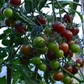 Selle suve kõige armsam mälestus ehk kuidas lõhnab tomat?