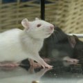 Tartu Ülikooli doktorant: rottide kõdistamine aitab leida kaitset haiguste eest