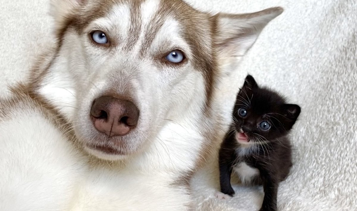 Koer ja kassipoeg