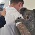 ФОТО и ВИДЕО: В результате лесных пожаров в Австралии погибли более 1 млрд животных