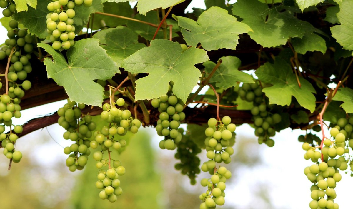 Viinapuid on väga erinevat liiki. Veini toodetakse soojemas kliimas Vitis vinifera nimelise viinapuuliigi marjadest, kuid meile sobivad kasvatamiseks hübriidsordid, mis on saadud erinevate liikide ristamisel.