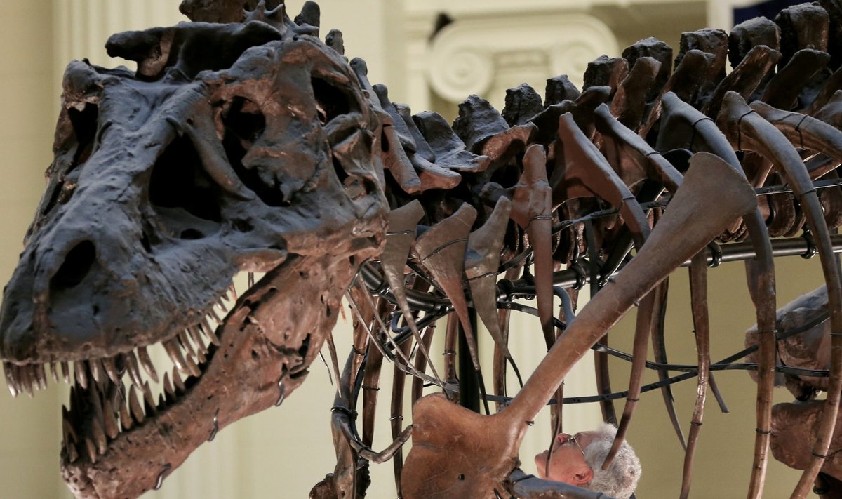 Tyrannosauruse fossiil. Pilt on illustratiivne