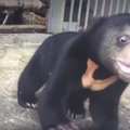 Liigutav VIDEO: Need vangistuses elanud loomad näevad ja tunnevad elus esimest korda, mida tähendab vabadus