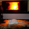 Moodnekodu.ee fotovõistlus “Soe tuba”: Monika kamina ees naudib elu kass