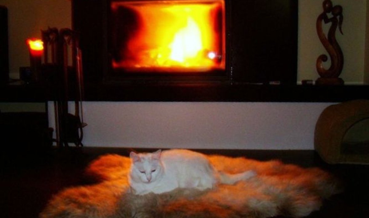 Monika kass armastab soojust. Kaminatule paistel on mõnus lebada.