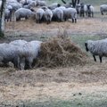 AMETNIK: Saaremaa ökokülas näljutati loomi