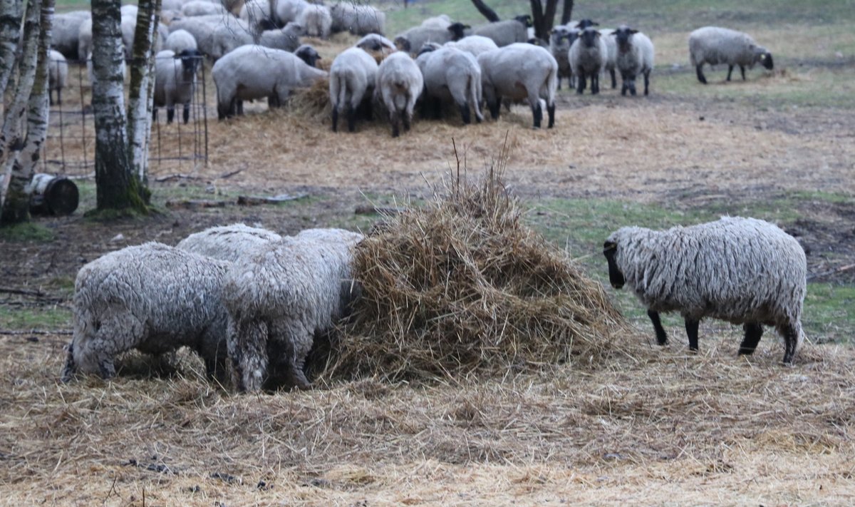 Saaremaa Ökoküla lambad
