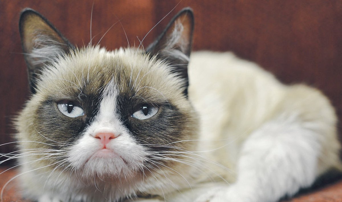 Ilmselt tänapäeva kuulsaim koduloom – Toriseja-Kass ehk Grumpy Cat. 