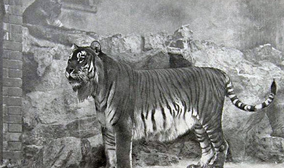 Kaspia tiiger Berliini loomaaias aastal 1899.