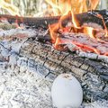 Munadepühad metsas! VAATA VIDEOTEST, kuidas muna lõkkel keeta ja küpsetada
