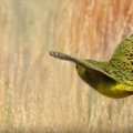 FOTOD | Üle sajandi kadunud olnud üliharuldast lindu märgati taas