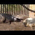 Родившегося в Таллиннском зоопарке тюлененка назвали Вирго