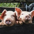 "Выпустите свинью", или Как немецкий язык оскорбляет животных
