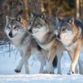Linnar Priimägi: hunt rahvusloomaks on nagu Kaljulaid presidendiks. Võõras veri, ei saa omaks võtta...