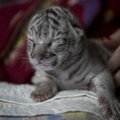 ВИДЕО | В зоопарке Никарагуа родилась белая бенгальская тигрица. В природе таких не осталось