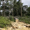 Europarlament: EL-i tarbimisest tingitud metsade hävitamine tuleb peatada