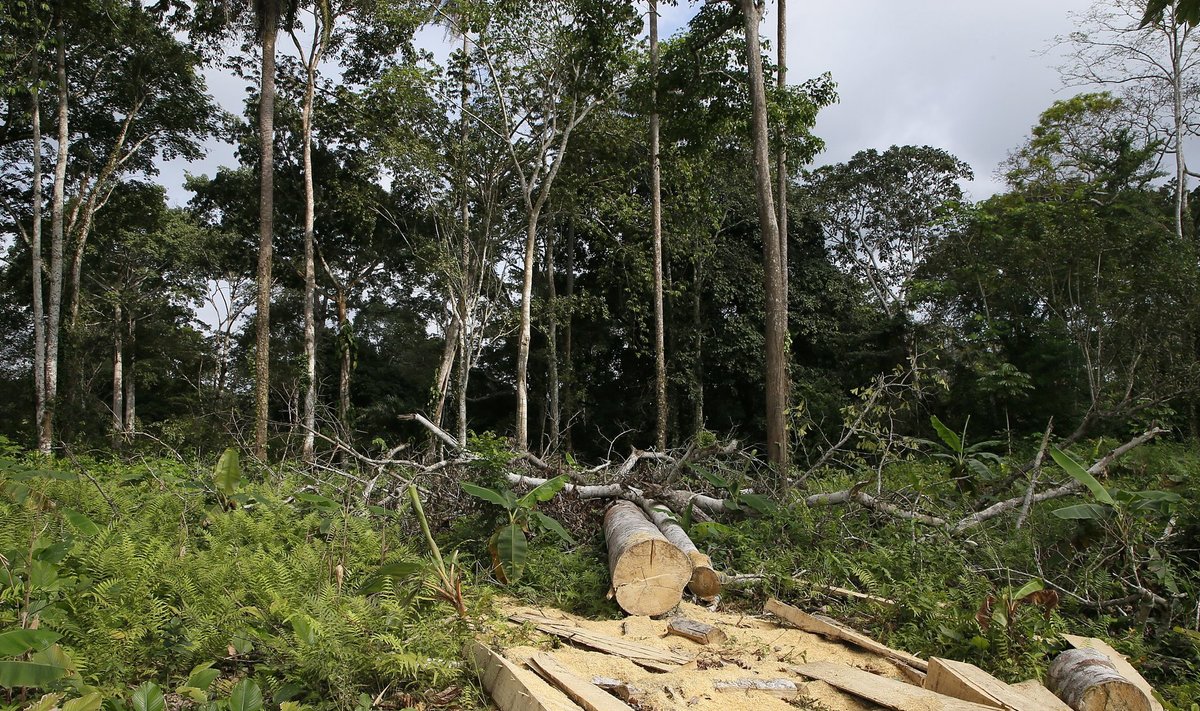 Metsade mahavõtt kakaoistanduste laiendamiseks Elevandiluurannikul Lääne-Aafrikas