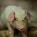 Чума свиней достигла фермы Rakvere – забьют более 2000 животных