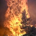 В зоне лесного пожара в Греции найдены тела уже 20 человек