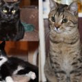 Täpp, Pallike Piia ja Max vajavad abi: kiisude elu ei ole olnud kerge, kuid ilma kassisõpradeta poleks neil lootustki