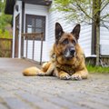 SAHINAD | Hundisilmalt viidi ära Savisaare koer