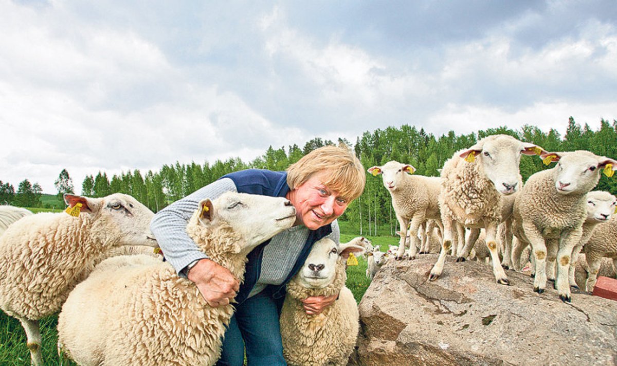 Kaagna külas Krimmi talus peab Liidia Kängsepp lambaid ja näitab neid ka soovijatele.