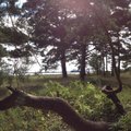 Maa, armastan sind: Elurikkus ja looduskaitse Eestis