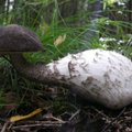 ФОТО | "Леннон-гриб" и "Ванька-встанька": посмотрите на эти необычные формы грибов!