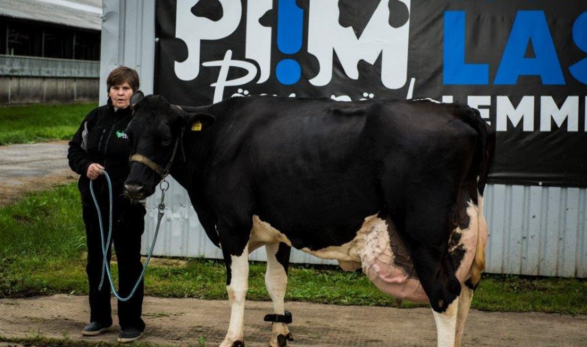 Torma POÜ lehma Volga piimarekord on ka sealse farmijuhataja Liivi Pavlihhina teene.