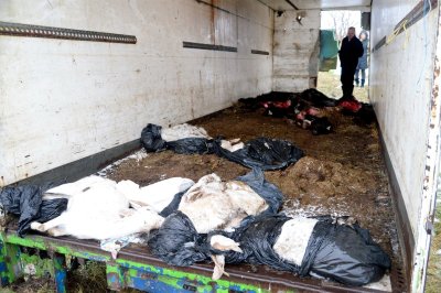 LOOMAKORJUSTE KOGUMISPAIGAD: Konju Kitsefarmis surnud loomad jäetakse lahtisesse furgooni, kust riiklik ettevõte Vireen loomajäätmed ära viib (üleval), või kogutakse talli taha ja maetakse metsa vahele.