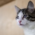 Teadlased: kassid võivad nakatuda inimesele ohtliku koroonaviirusega