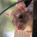 NUTIKAD NÄRILISED | 14 hämmastavat fakti rottide kohta