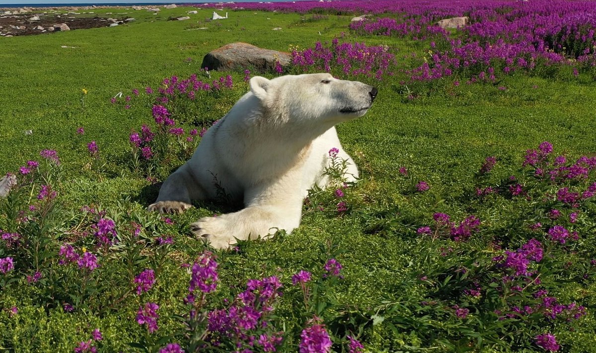 Jääkarud on üks paljudest liikidest, kes võiks uuest leppest kasu saada.