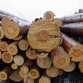 Mullune raiemaht Eesti metsades kasvas varasemaga võrreldes 1,5 miljoni tihumeetri võrra