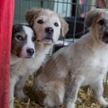 Valga varjupaigas enampakkumisel olnud 13 koerast leidis uue kodu kaks
