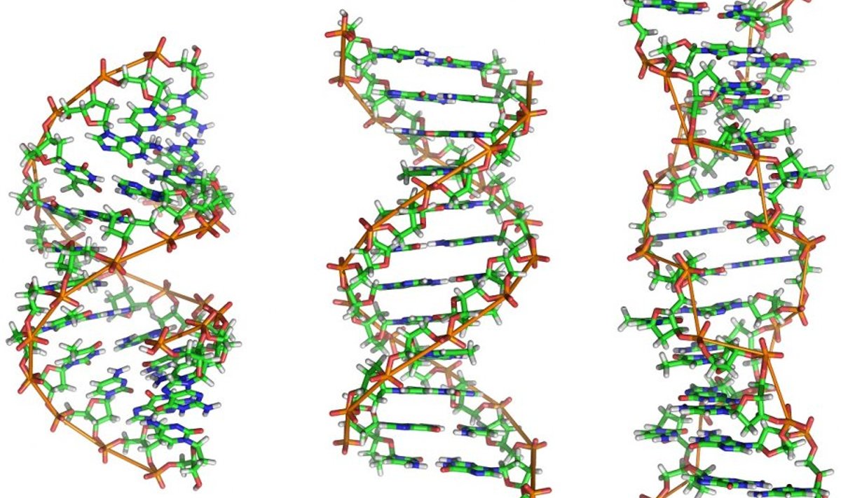 Erinevaid DNA-ahelaid