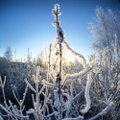 ФОТО ЧИТАТЕЛЕЙ: Мороз украсил эстонскую природу