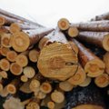 Maksude maksmisest põiklemises kahtlustatav Soome fond investeerib miljoneid Eesti metsa