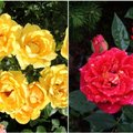 AIAHOOLIKU BLOGI | Peamiselt roosidest, veidi ka vihmast ja mesilinnumurust