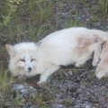 ФОТО | В Вирумаа отловили бесстрашную лисицу-альбиноса. Объявился и ее хозяин