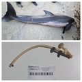 FOTO | Kas tõesti ei võeta õppust? Florida lähedalt leiti juba teine surnud delfiin, uskumatu ese kõhus