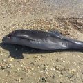 Sõda tapab ka delfiine: Odessa rannast leiti mitmeid laipu