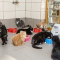 Loomade Hoiupaigale anti üle annetatud 3 tonni lemmikloomatoitu