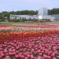 Tallinna Botaanikaaed kutsub taas kauneid tulpe vaatama