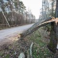 В понедельник штормовой ветер повалил десятки деревьев и даже металлическую трубу
